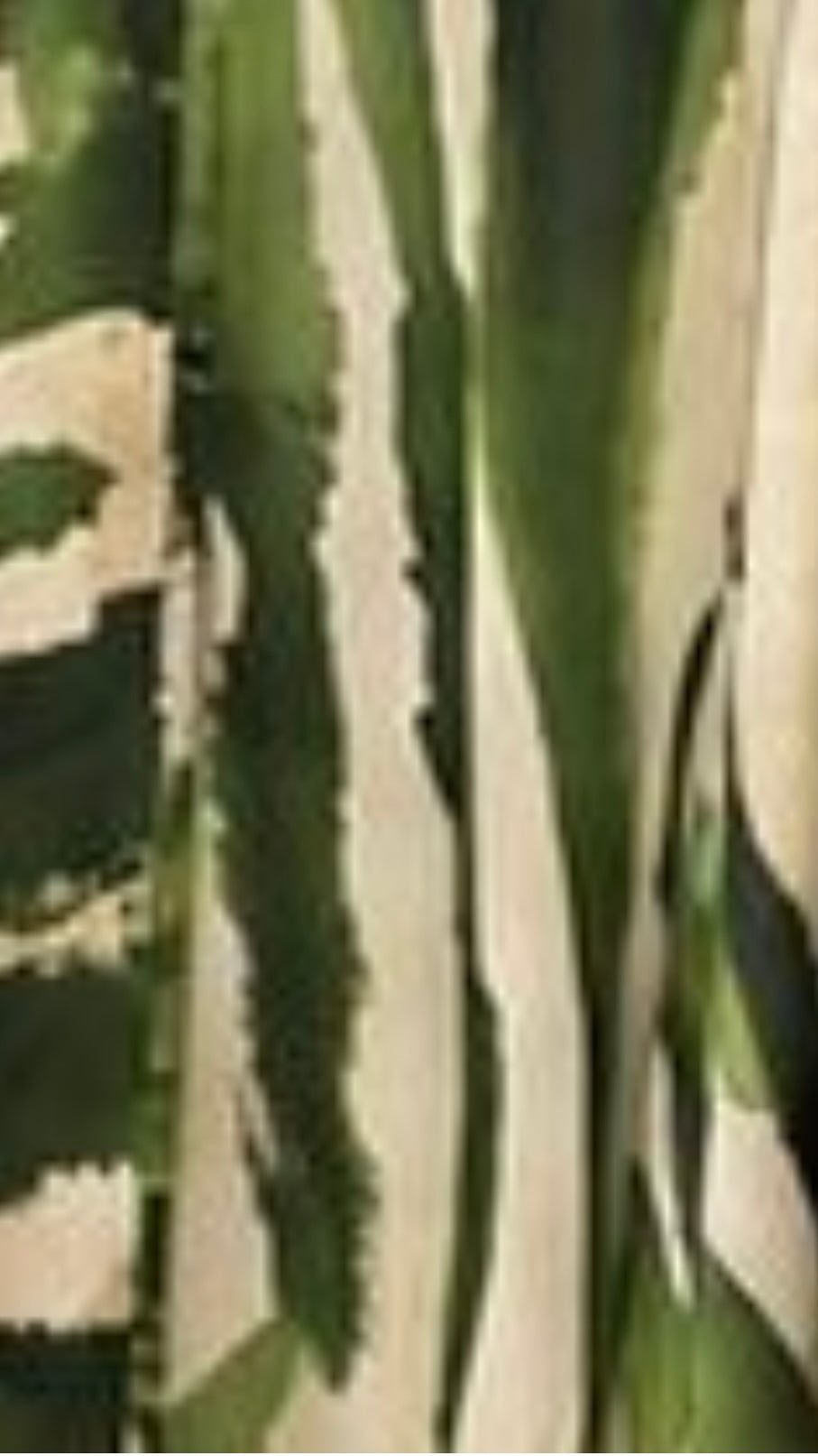 2026 SUMMER SALE KAFTAN #4